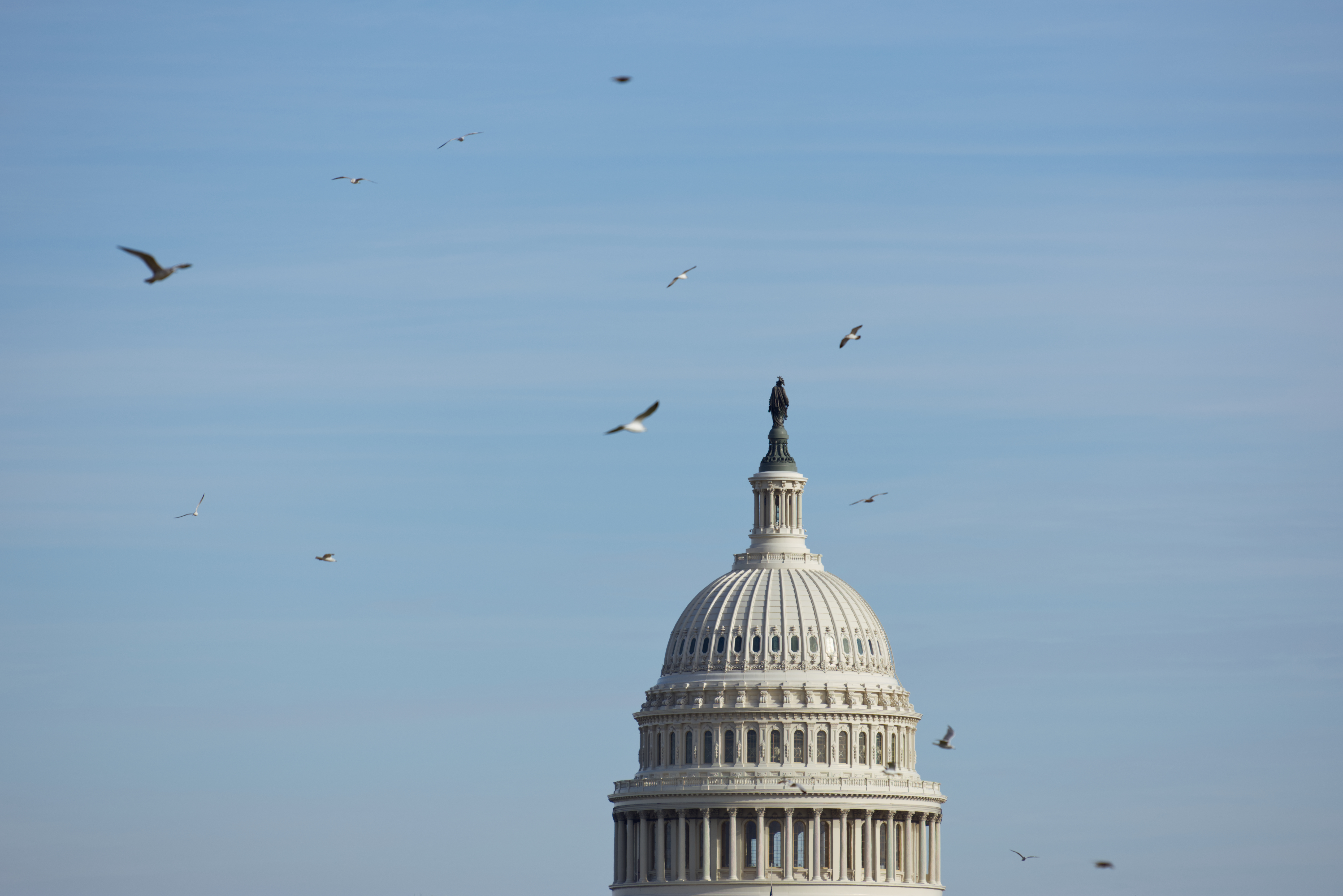 Birds flap across the sky near the Capitol Dome in Washington, D.C., on Dec. 4, 2022.